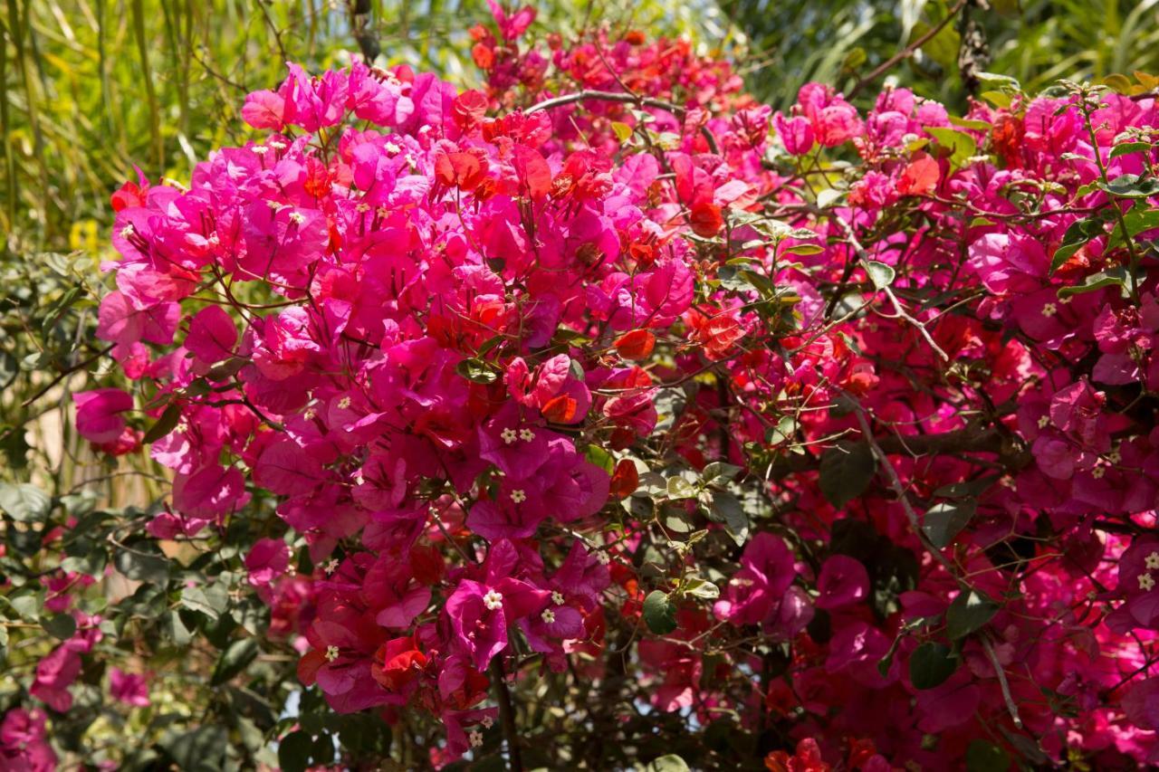 Million Flowers Protaras Bagian luar foto